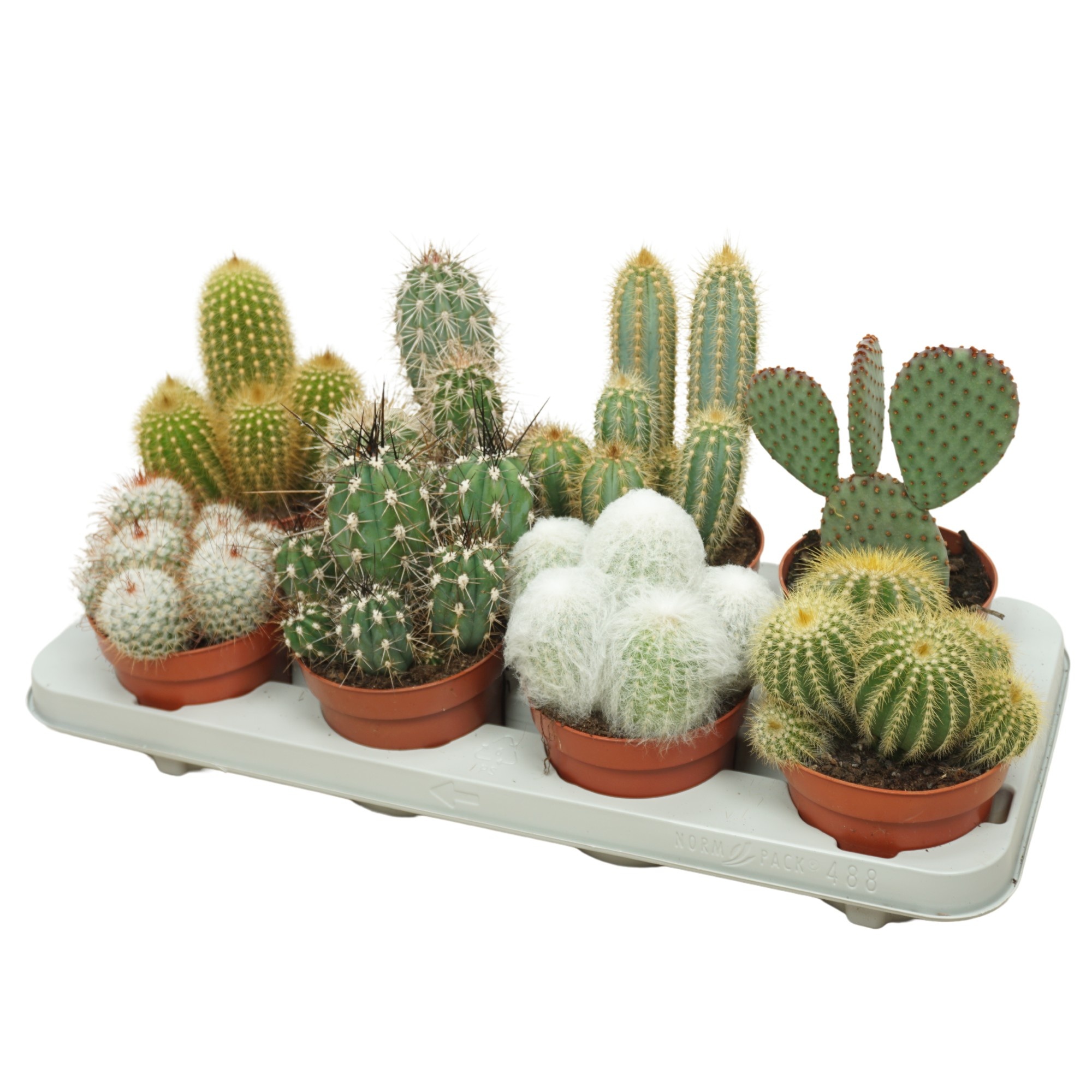 Cactus mix 12 cm, D 12