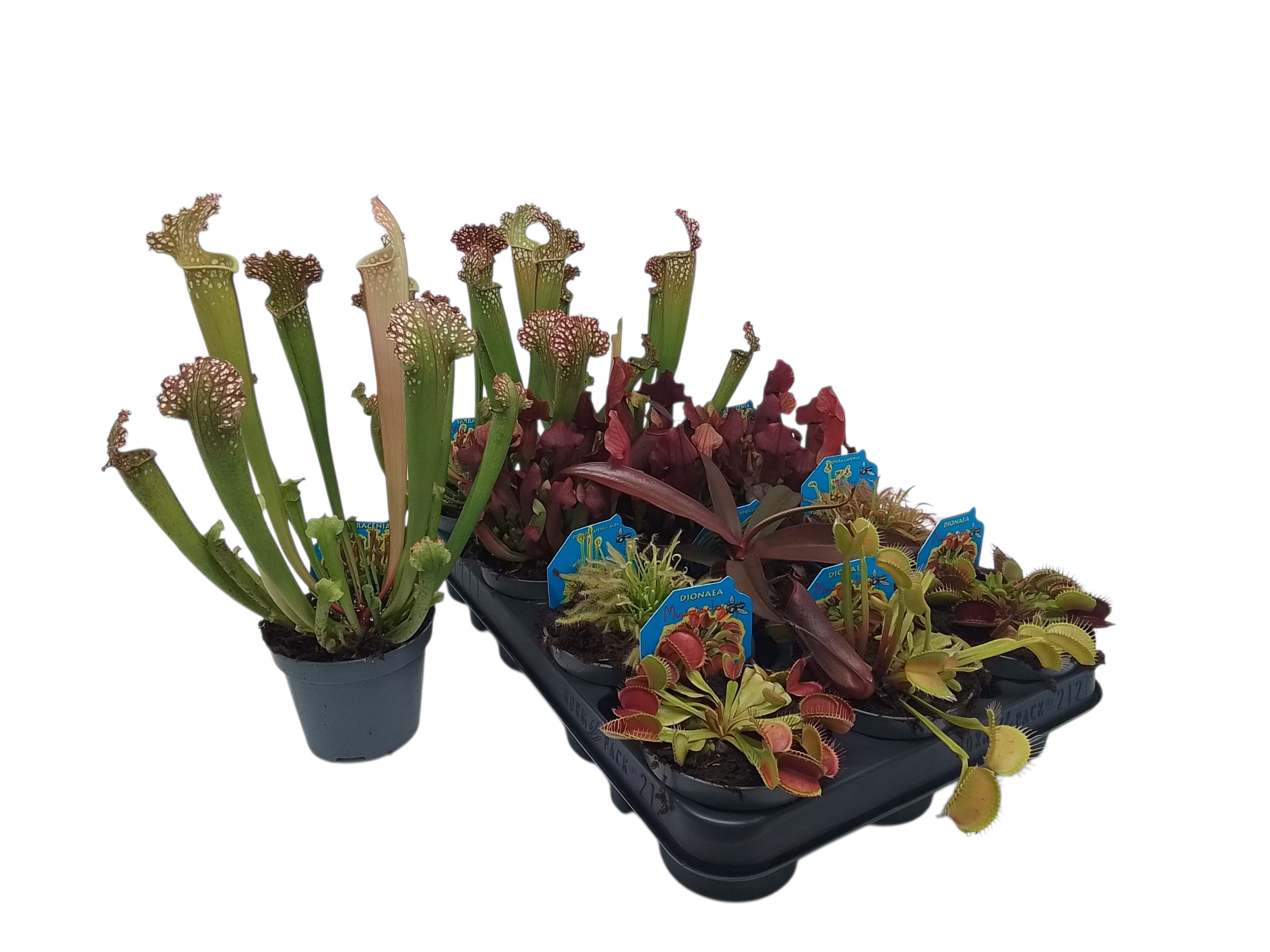 Vleesetende planten gemengd 6 soorten 9cm, D 9 cm Vleesetende planten gemengd 6 soorten 9cm, D 9 cm