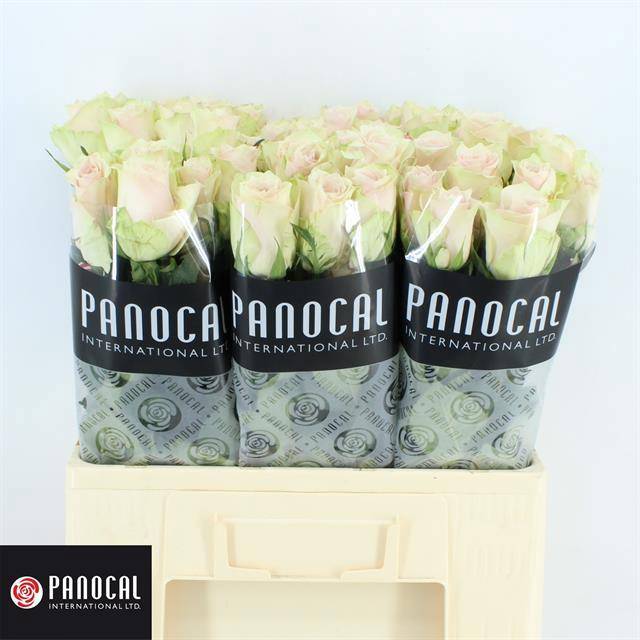 Роза од. Пинк Атена 60, шт.