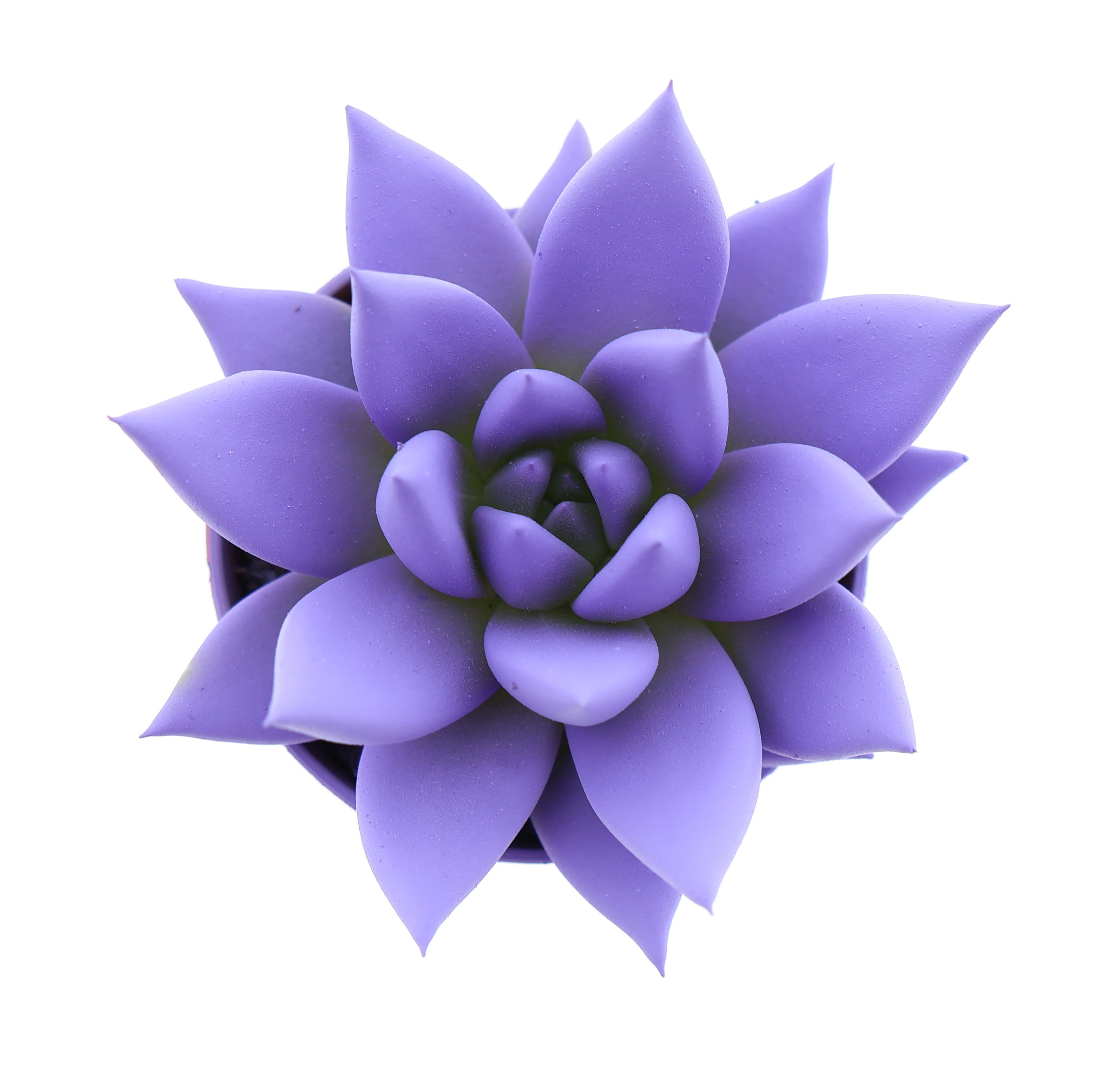 Rainbow dark milka, D 5,5