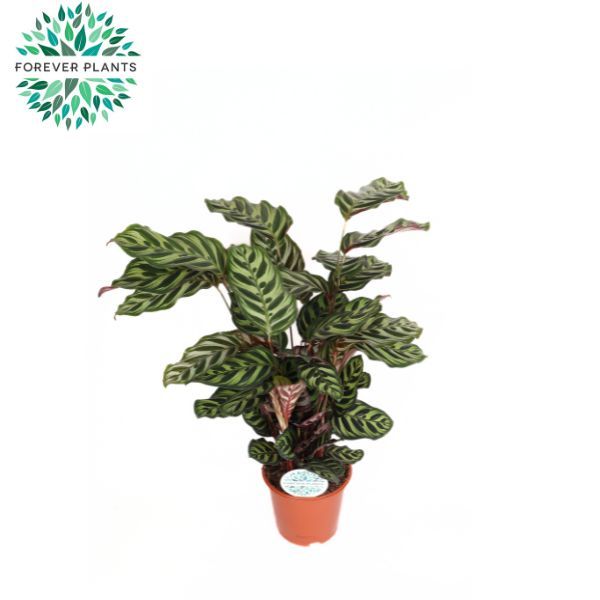 Calathea Makoyana p21, D 21