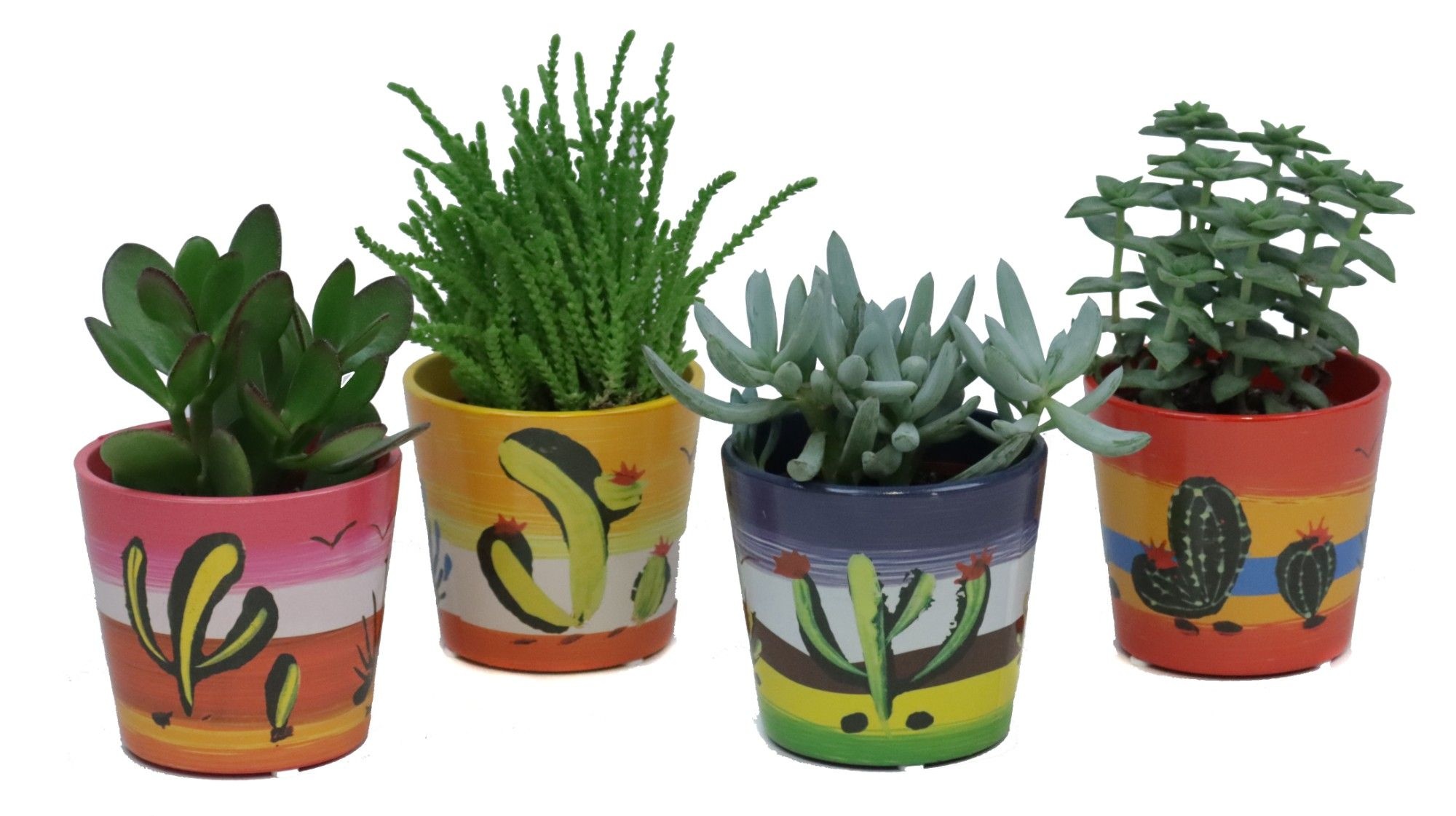 Succulent mix 8,5 cm in mexico sierpot, D 10