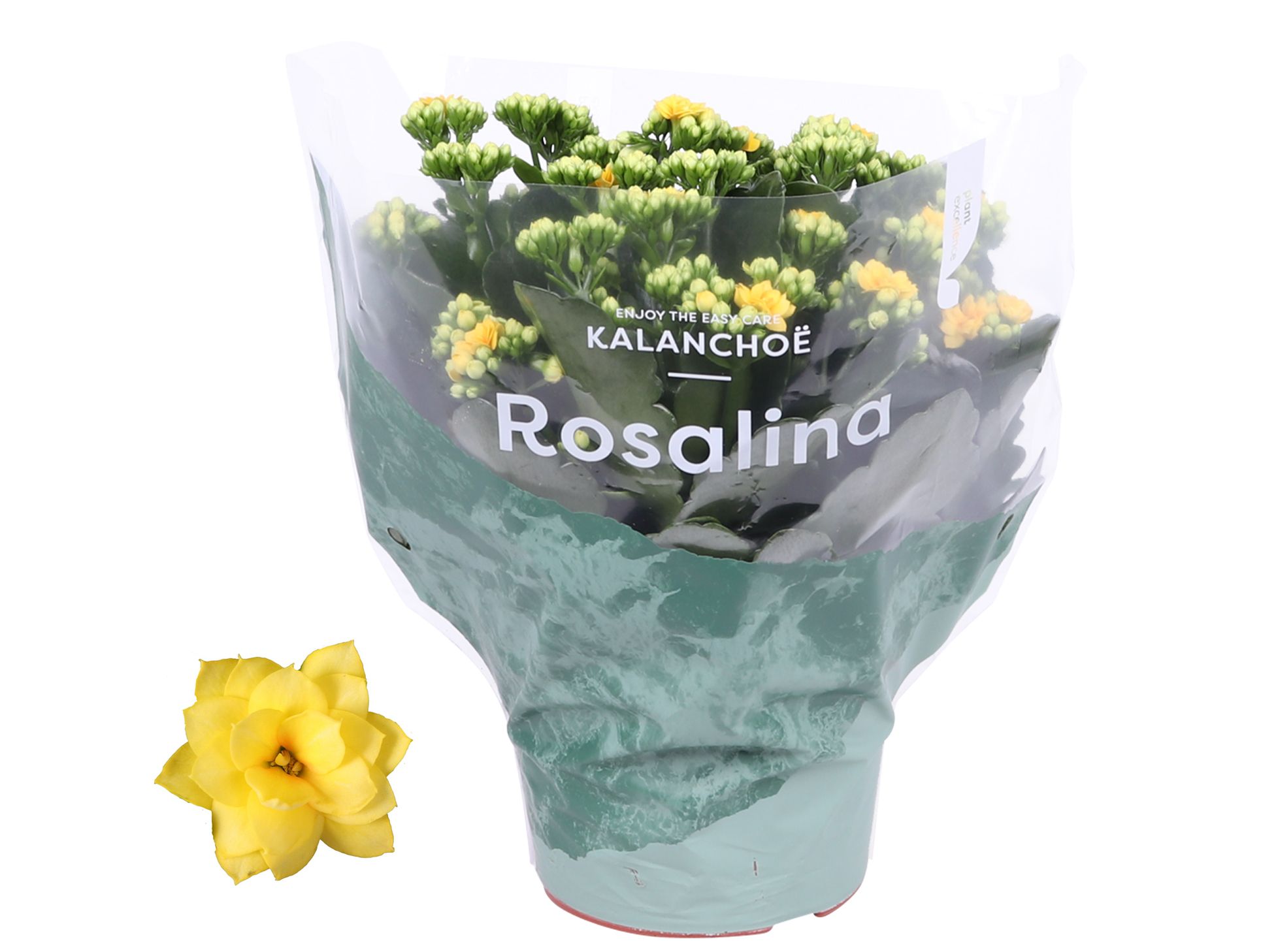 Kalanchoe Rosalina 15cm Don Amarillo geel, D 15