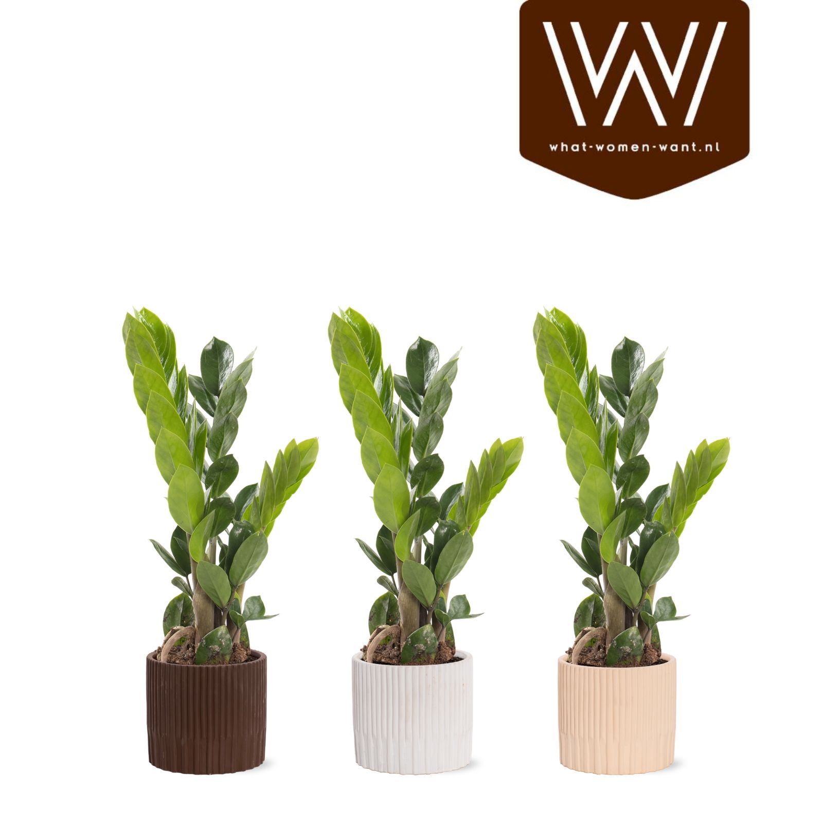 Zamioculcas in pot Lou, D 10,5