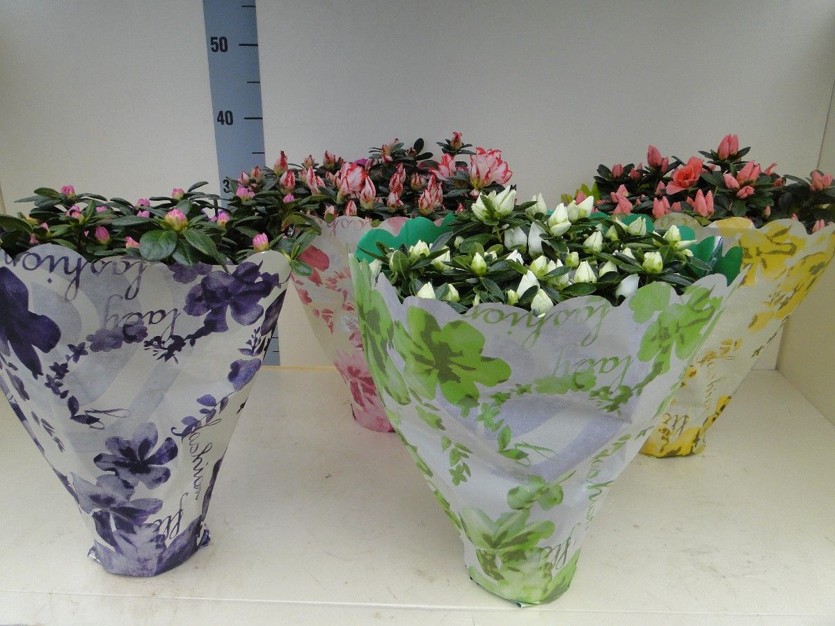 azalea indica hoes 35 cm, D 15