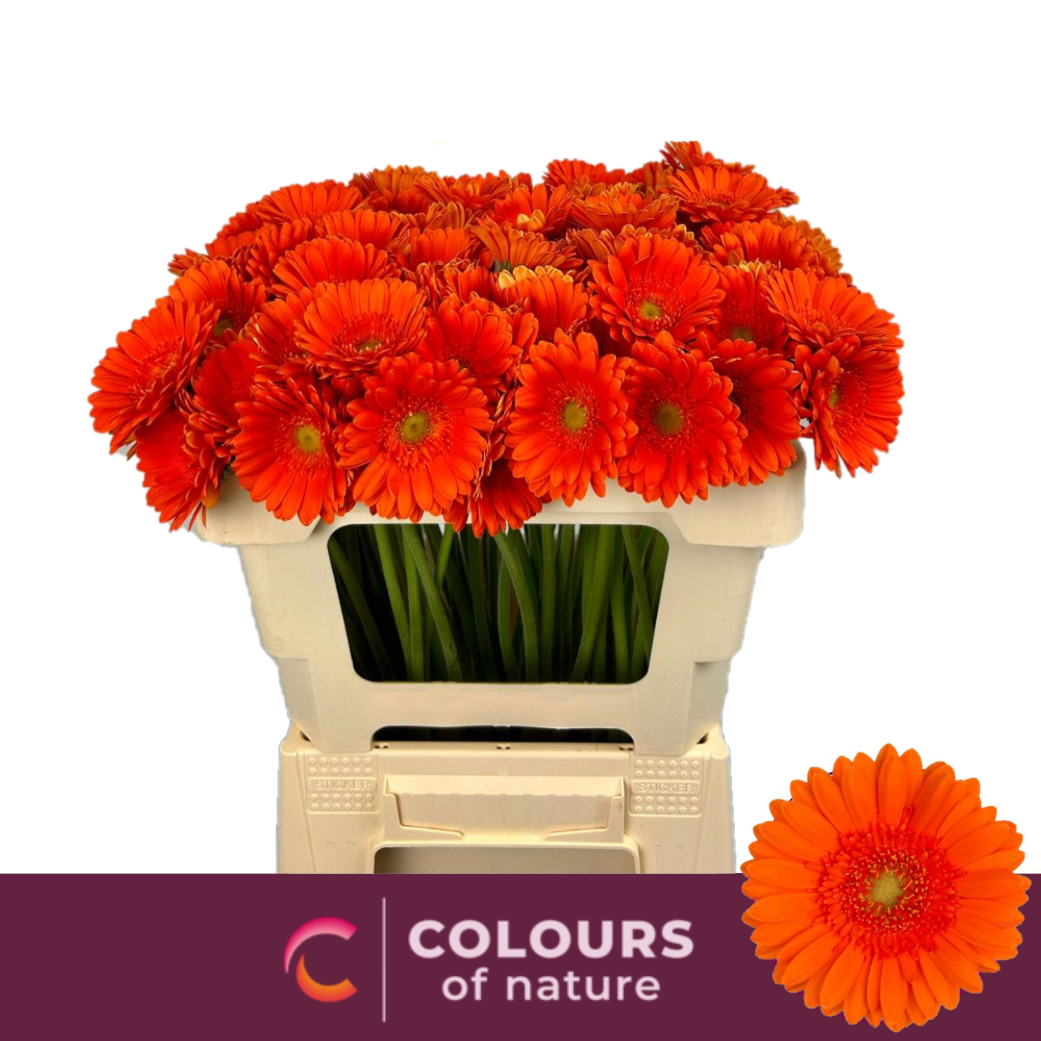 Гермини Герни, шт.