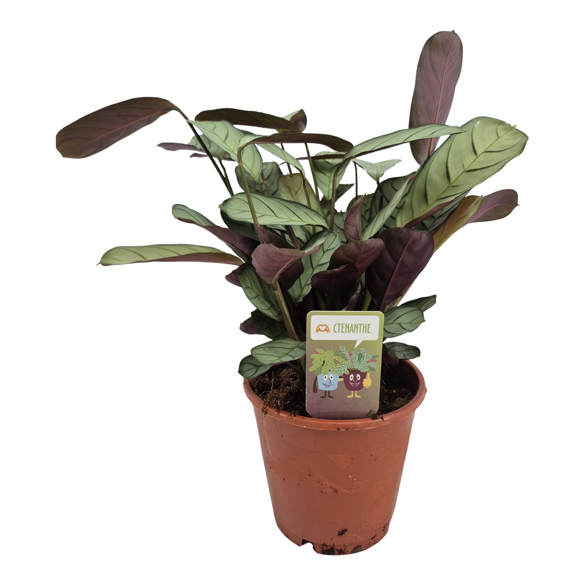 Ctenanthe Amagris, D 14