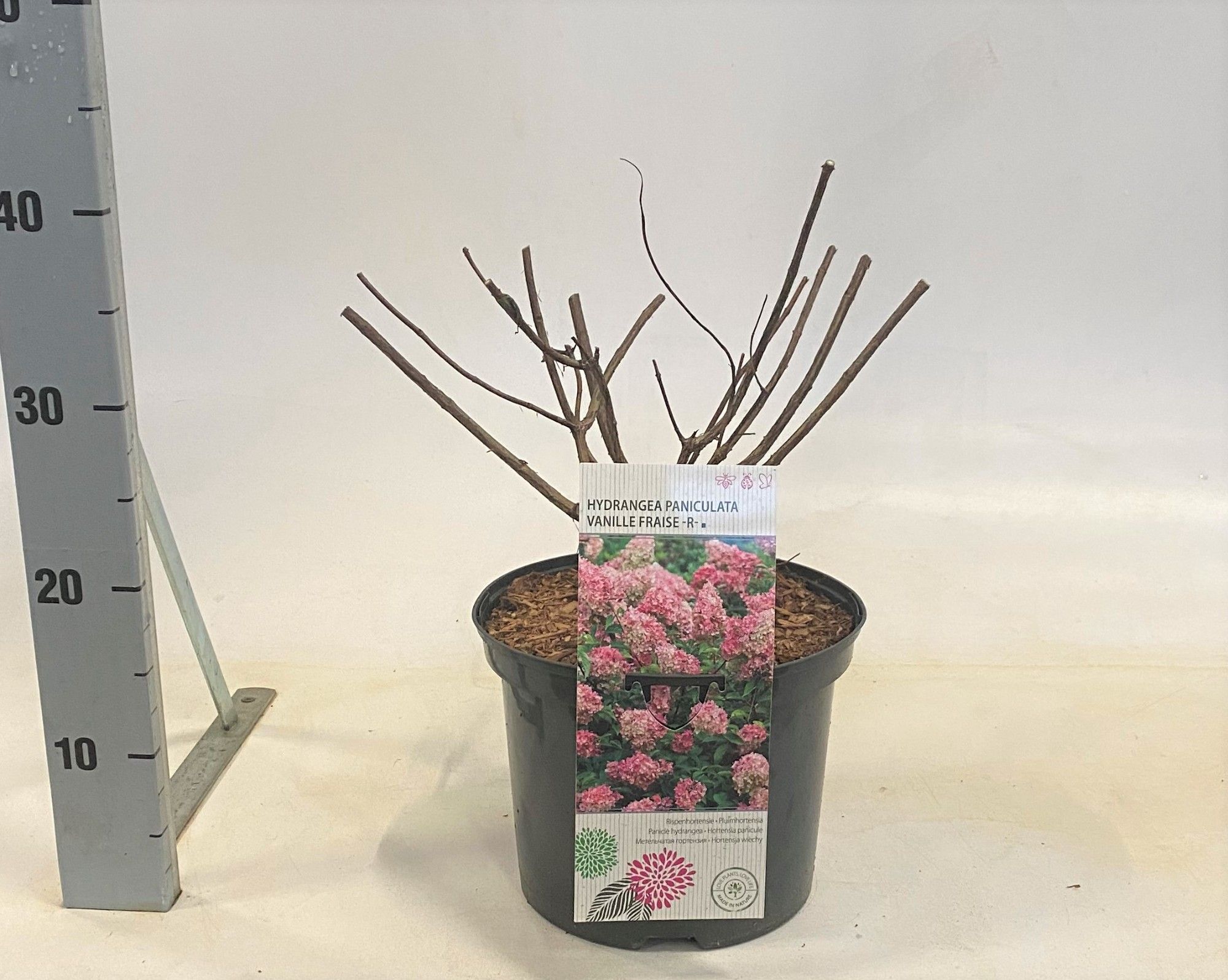 Hydrangea paniculata Vanille Fraise -R-, D 23