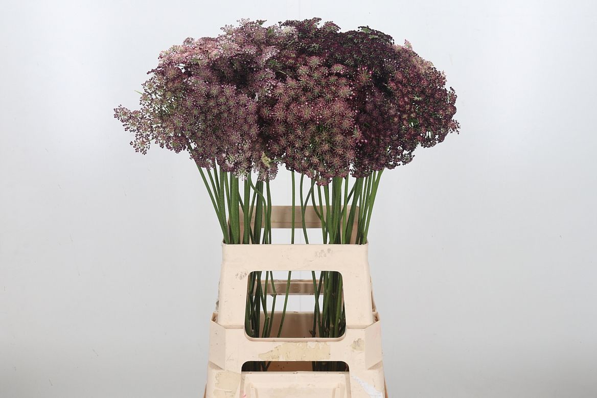 Амми Даукус Карота Дара 70 (бордо), шт.