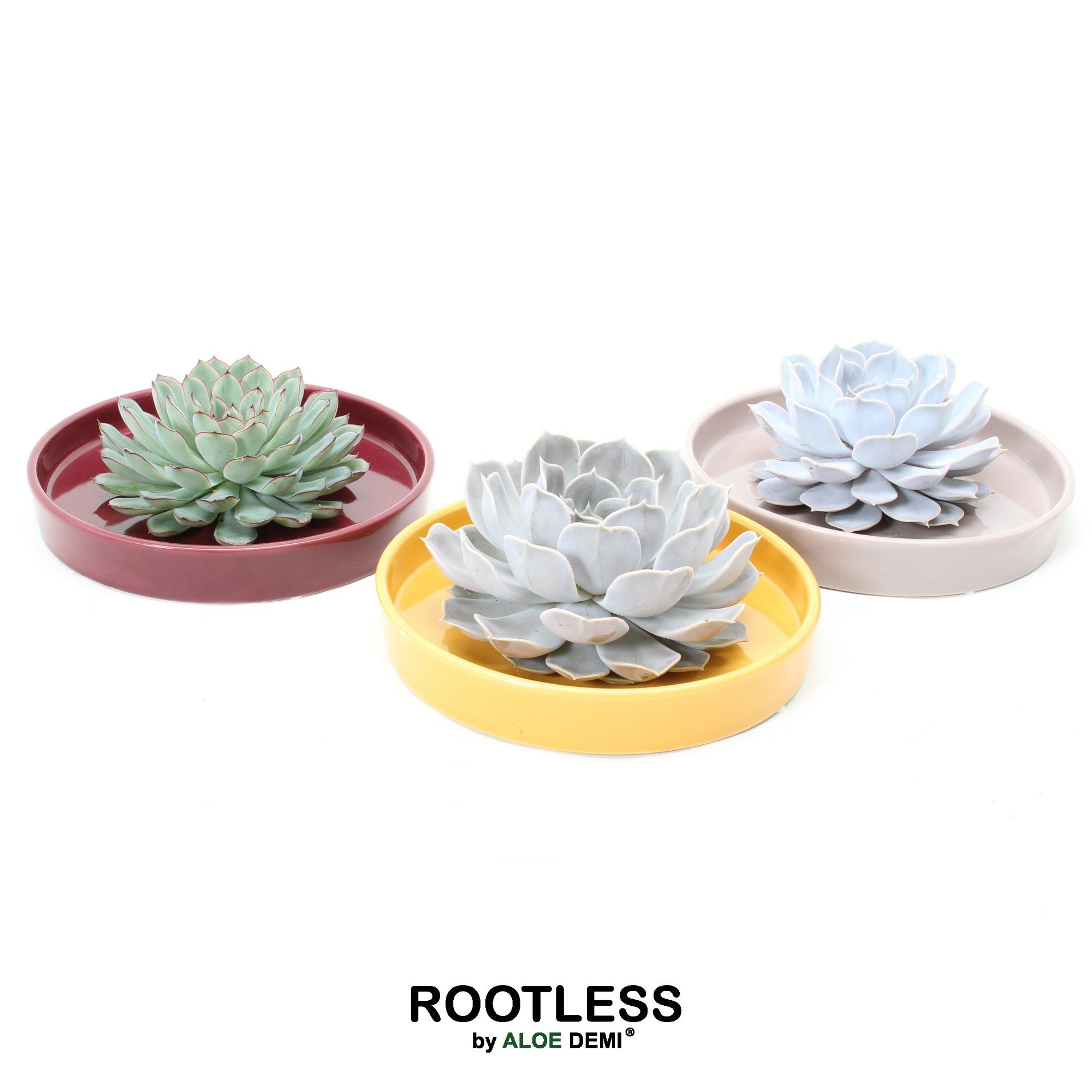 ROOTLESS Echeveria, Squirrel bowl, D 20 cm