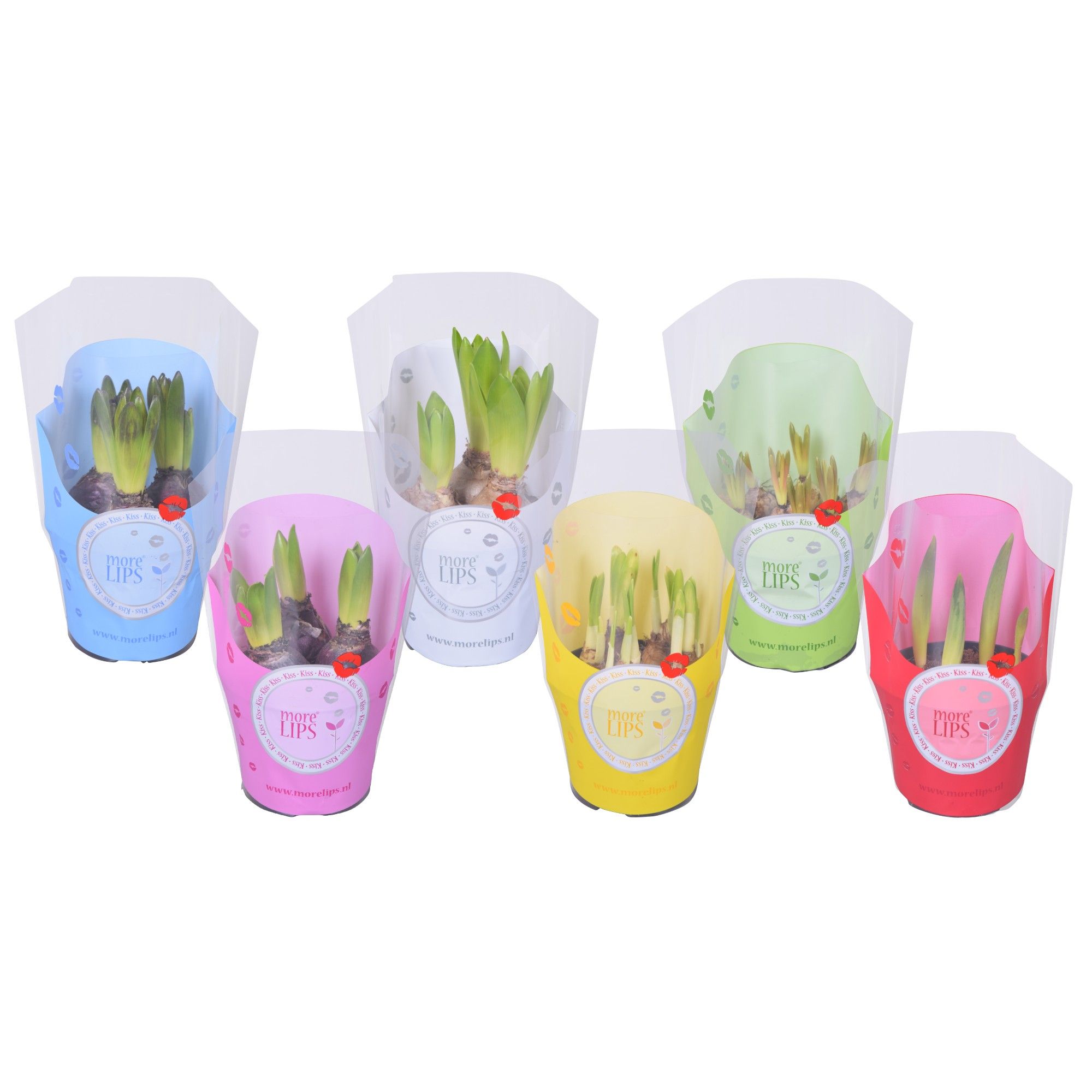 MoreLIPS® Bolbloemen gemengd in ShowHoes, D 10,5