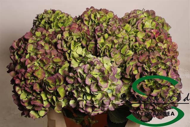 Гортензия Верена Блю Классик 75, шт.