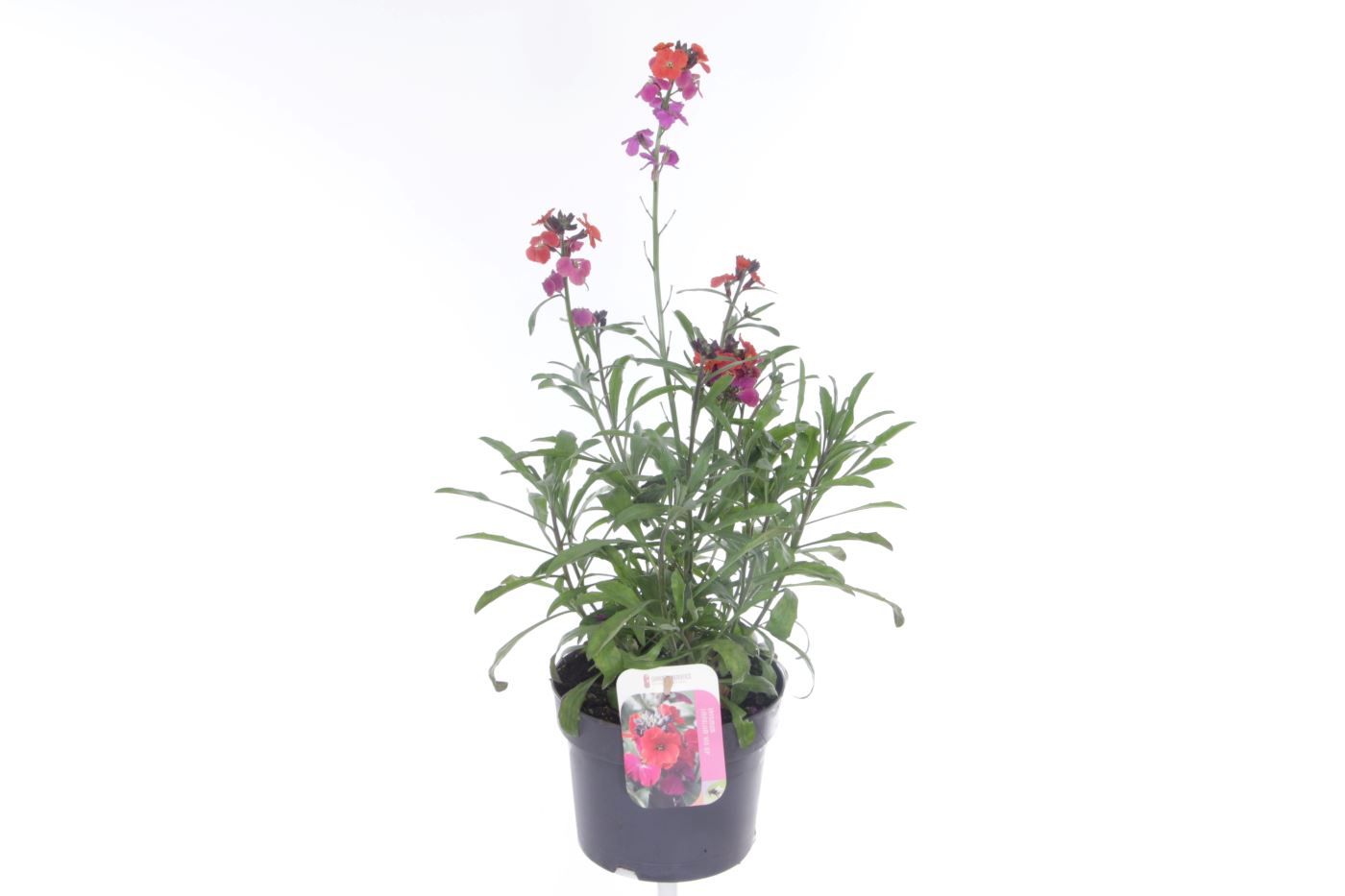 Erysimum lin. Red Jep, D 17