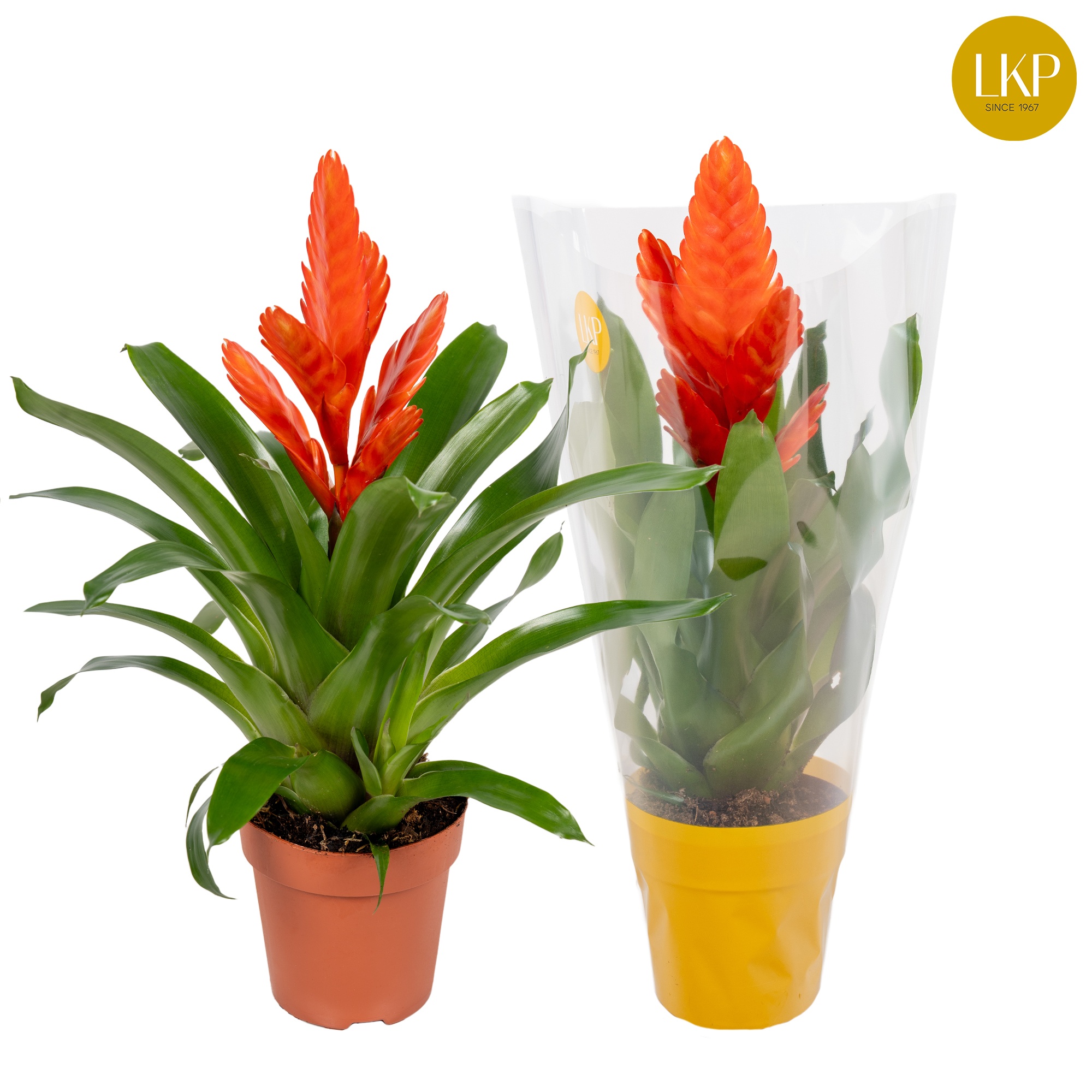 Vriesea Int Orange Oranje (Met Hoes), D 12