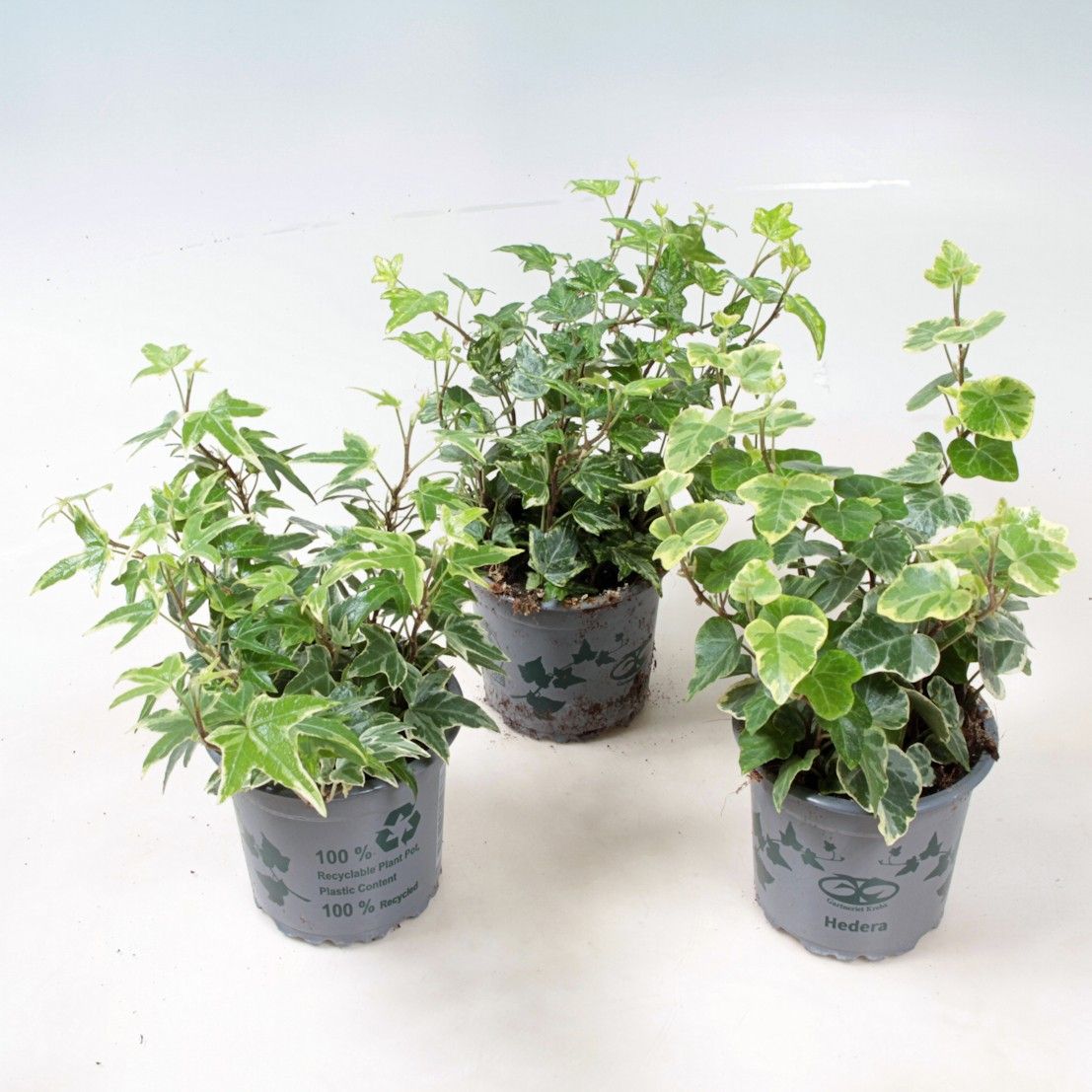 Hedera helix Ranks 9 cm varigata, D 9 cm Hedera helix Ranks 9 cm varigata, D 9 cm