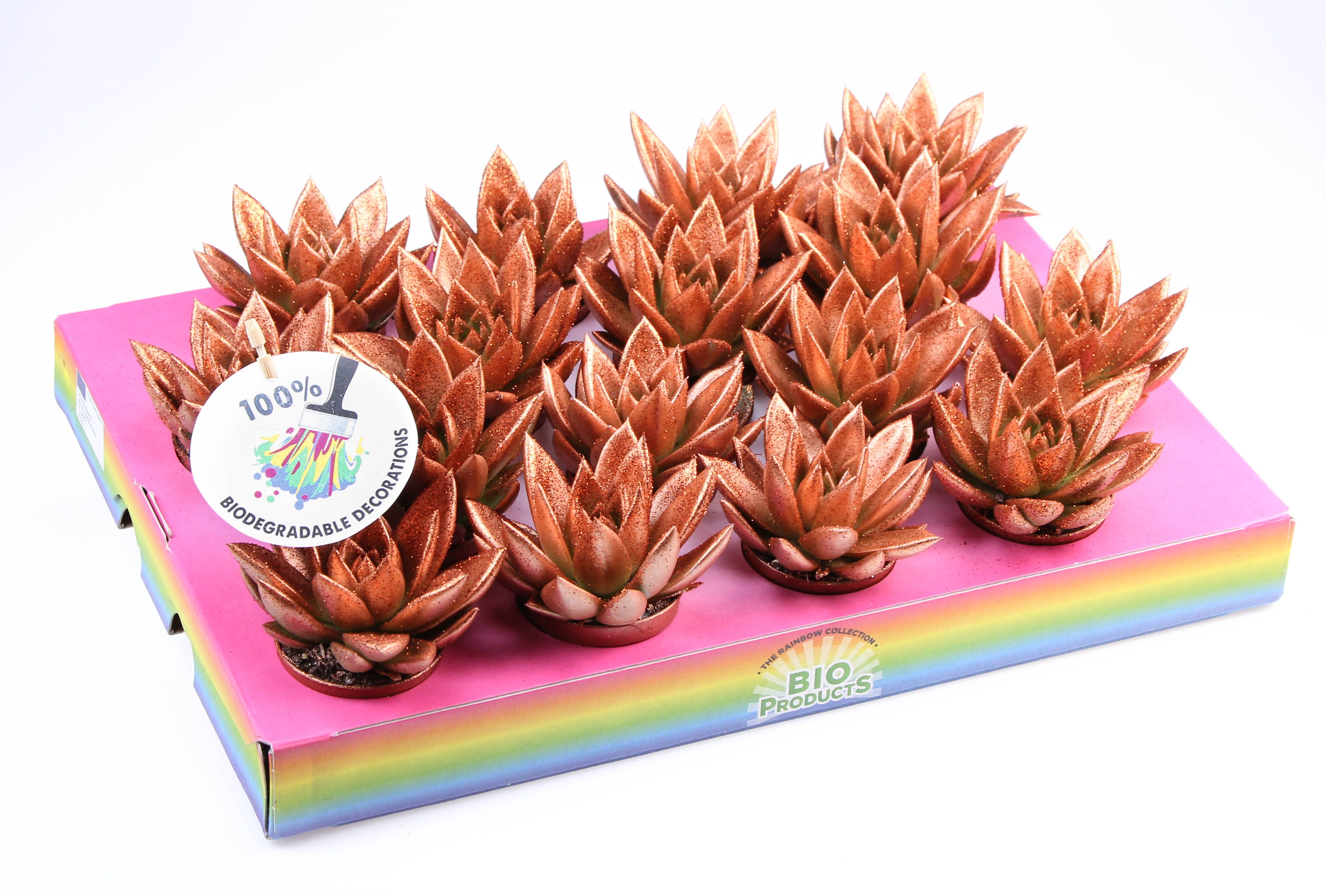 Bio miranda bronze glitter, D 6