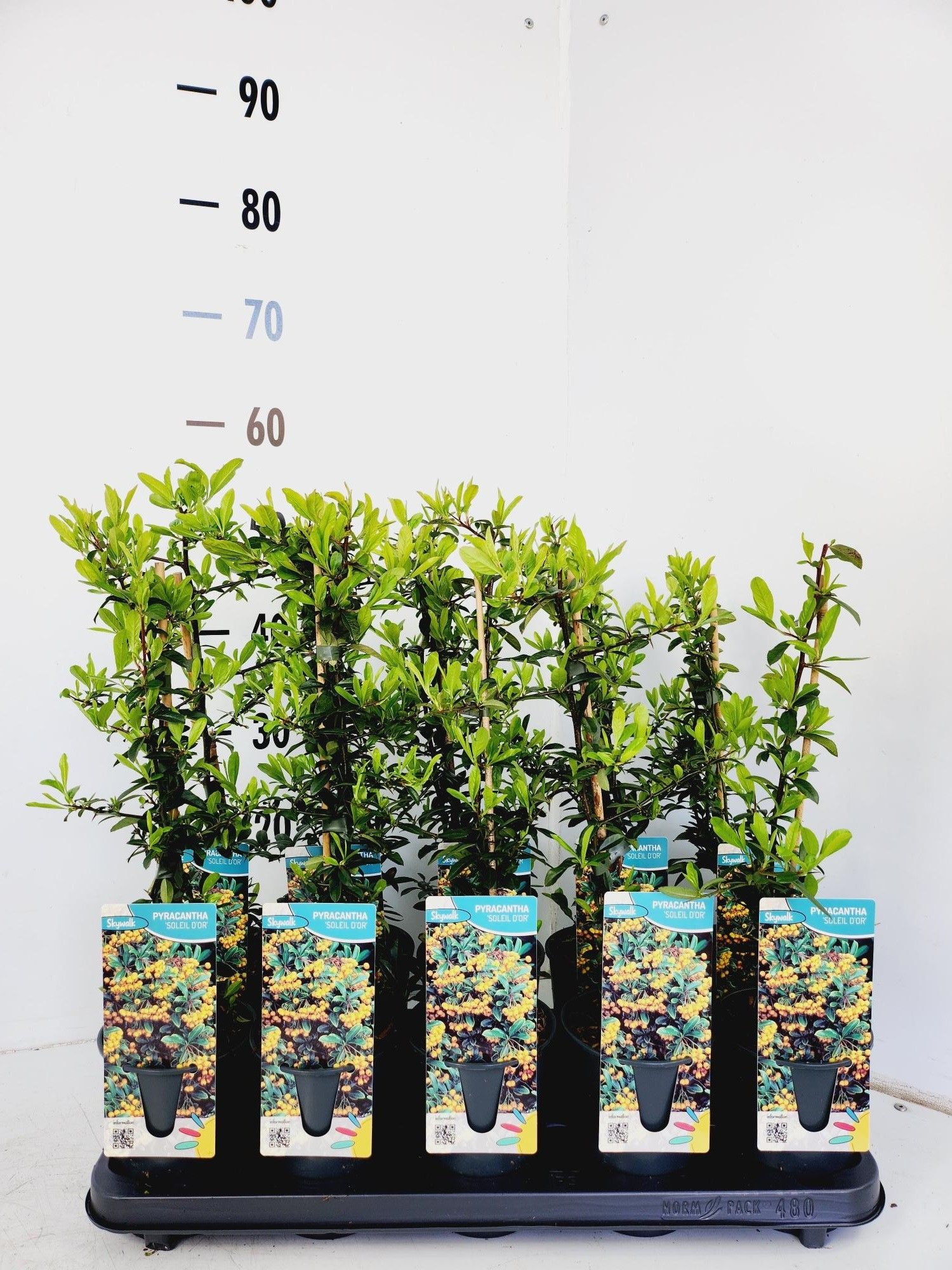 Pyracantha Solei D' Or, D 12 cm