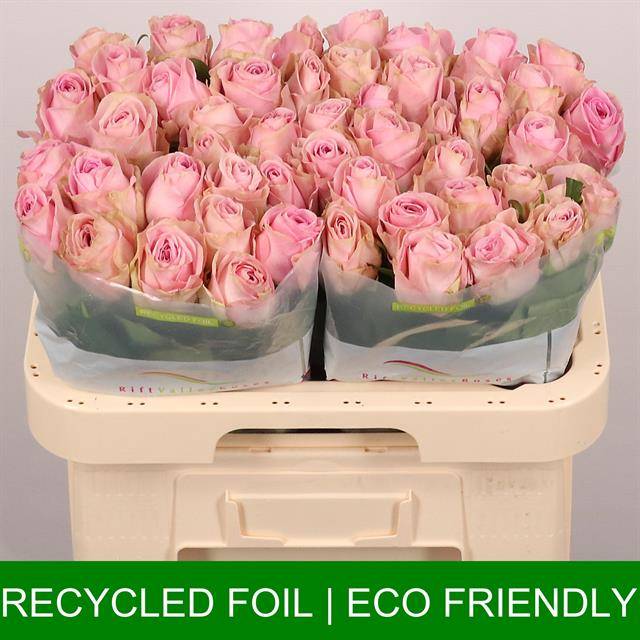 Роза од. Хайди 60, шт.