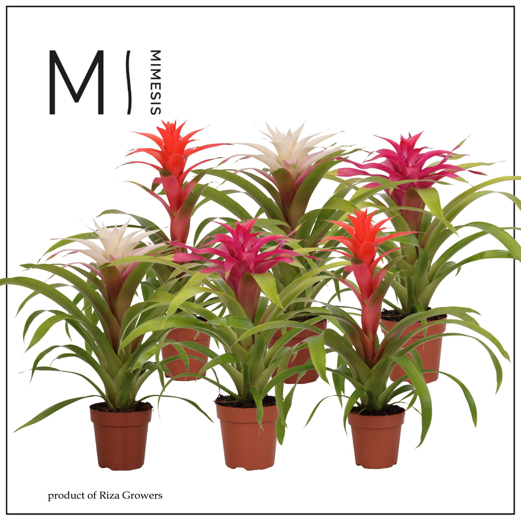Guzmania Sweet - 12cm | Mimesis, D 12