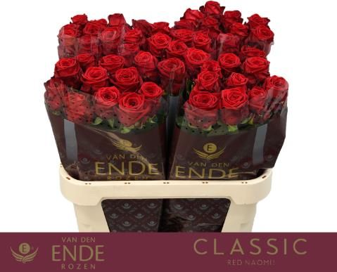 Роза од. Рэд Наоми 80, шт.