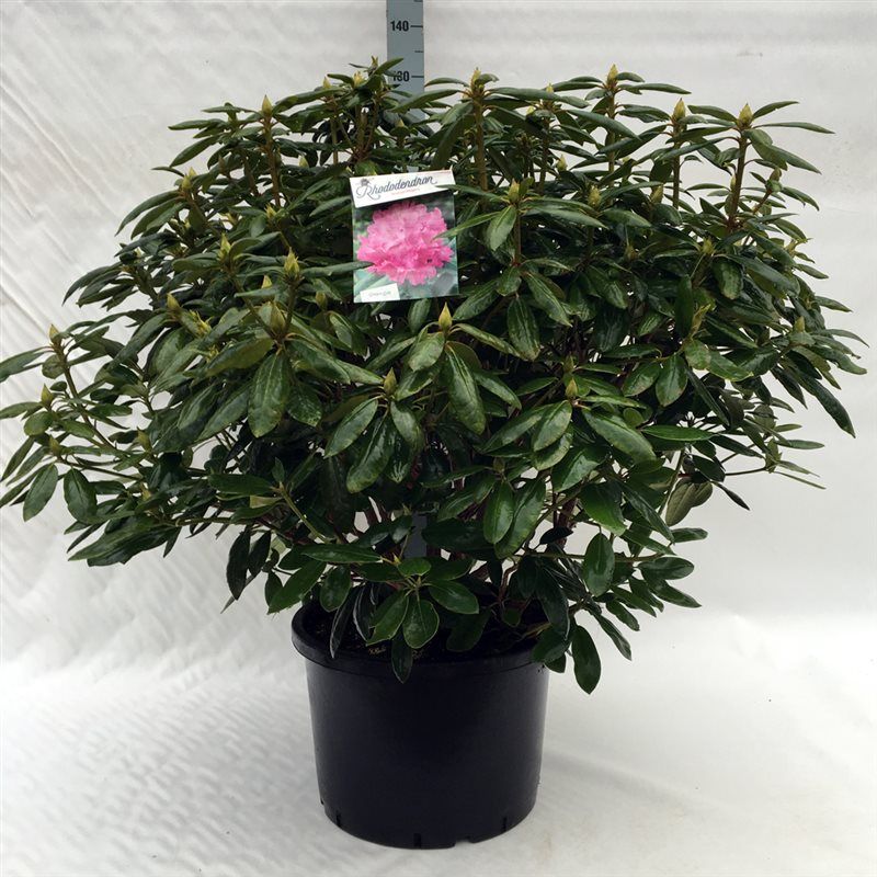 Rhodo. 'Roseum Elegans' pink, D 47 cm
