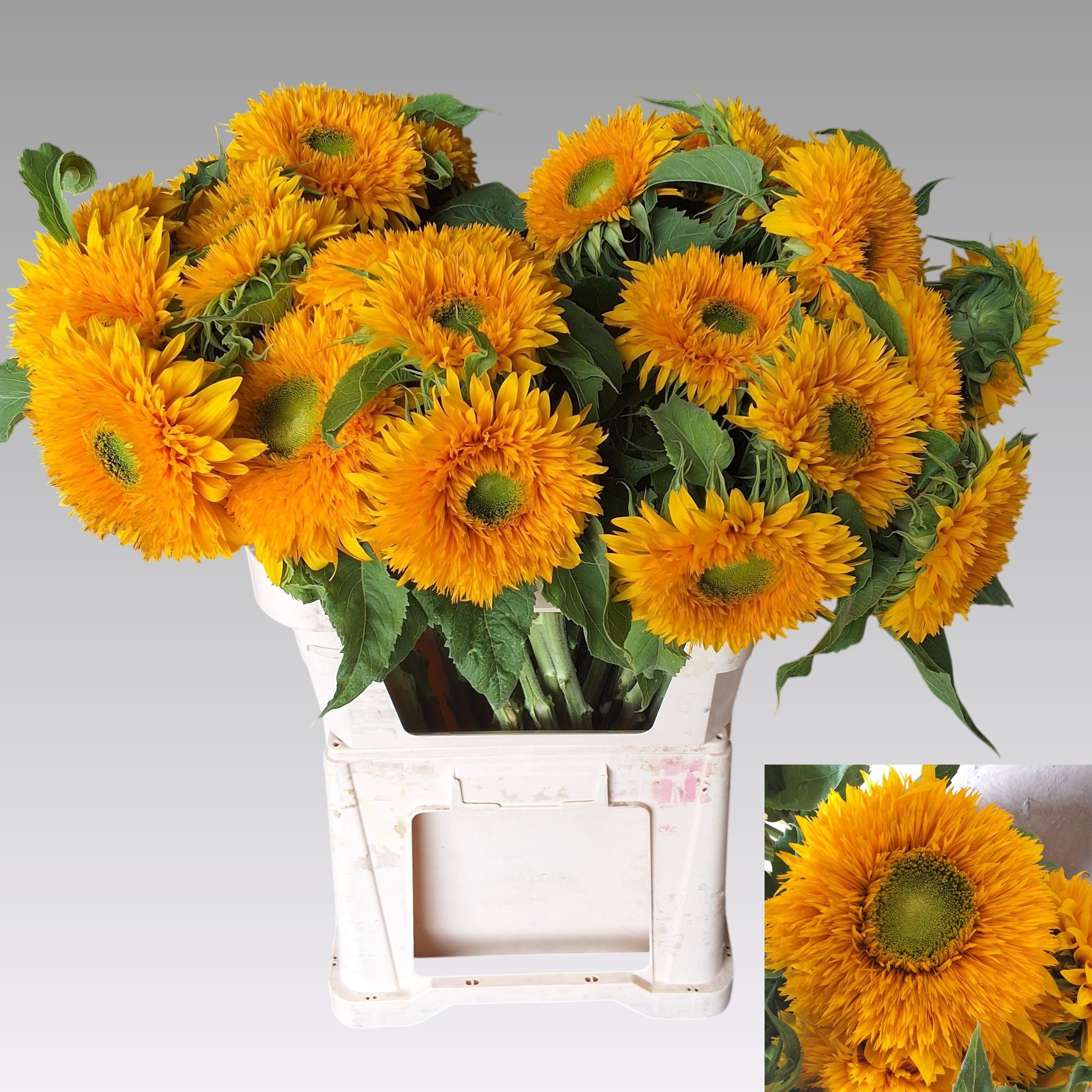 Гелиантус Сан Кинг 80, шт. Гелиантус Сан Кинг 80, шт.