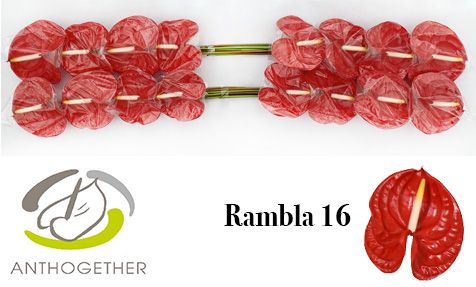 Антуриум Рамбла x16, шт. Антуриум Рамбла x16, шт.