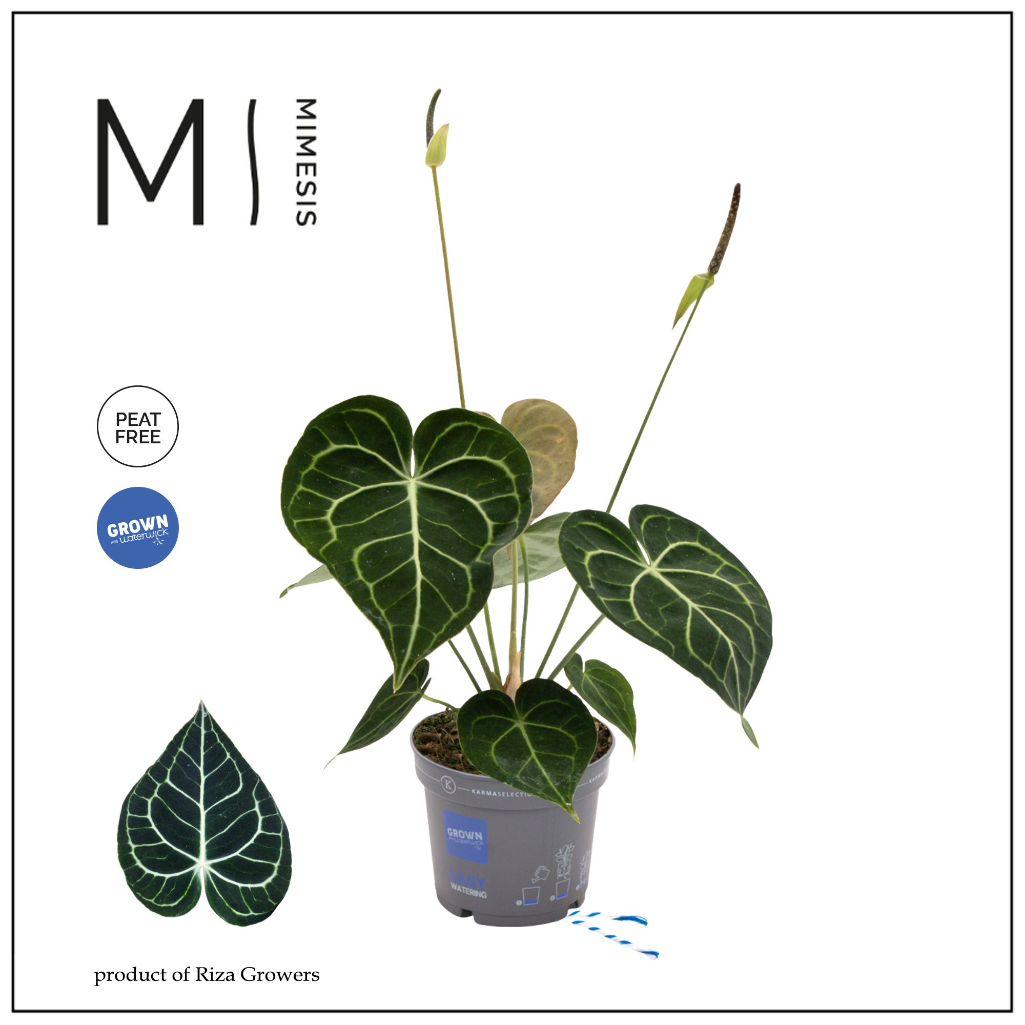 Mimesis Crystallium KARMA Clarinervium - 12 cm, D 12
