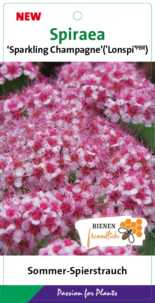 Spiraea jap. 'Sparkling Champagne' 20-25C2, D 17 cm
