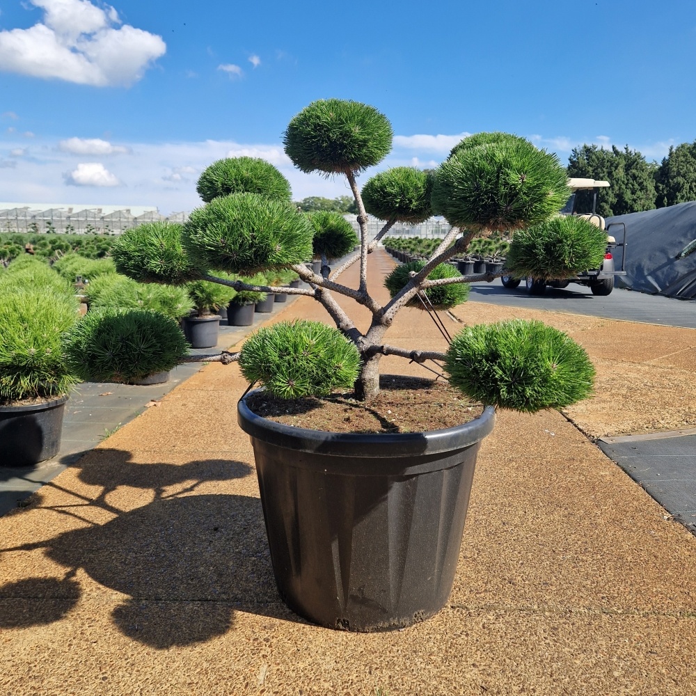 Pinus nigra 'Brepo'®, D 60 cm