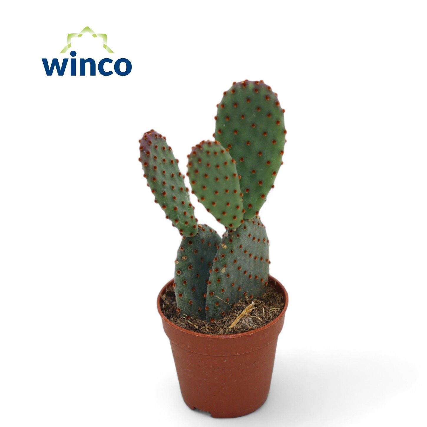 Opuntia Microdasis Rufida, D 5,5 cm