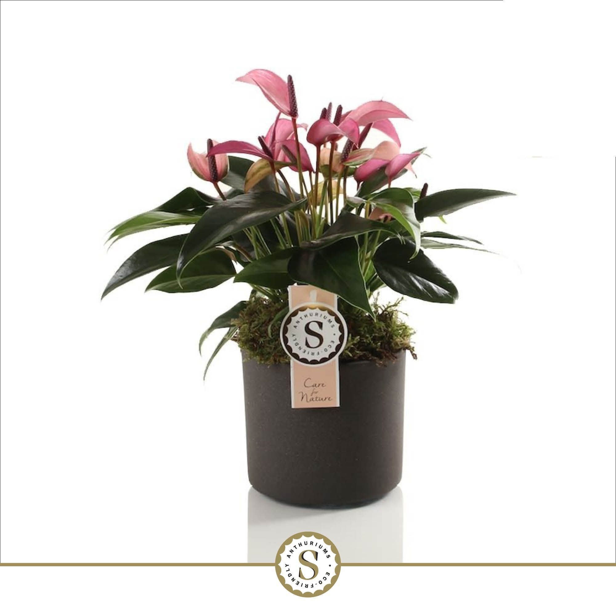 Bari keramiek Grey - Zizou 12cm, D 12