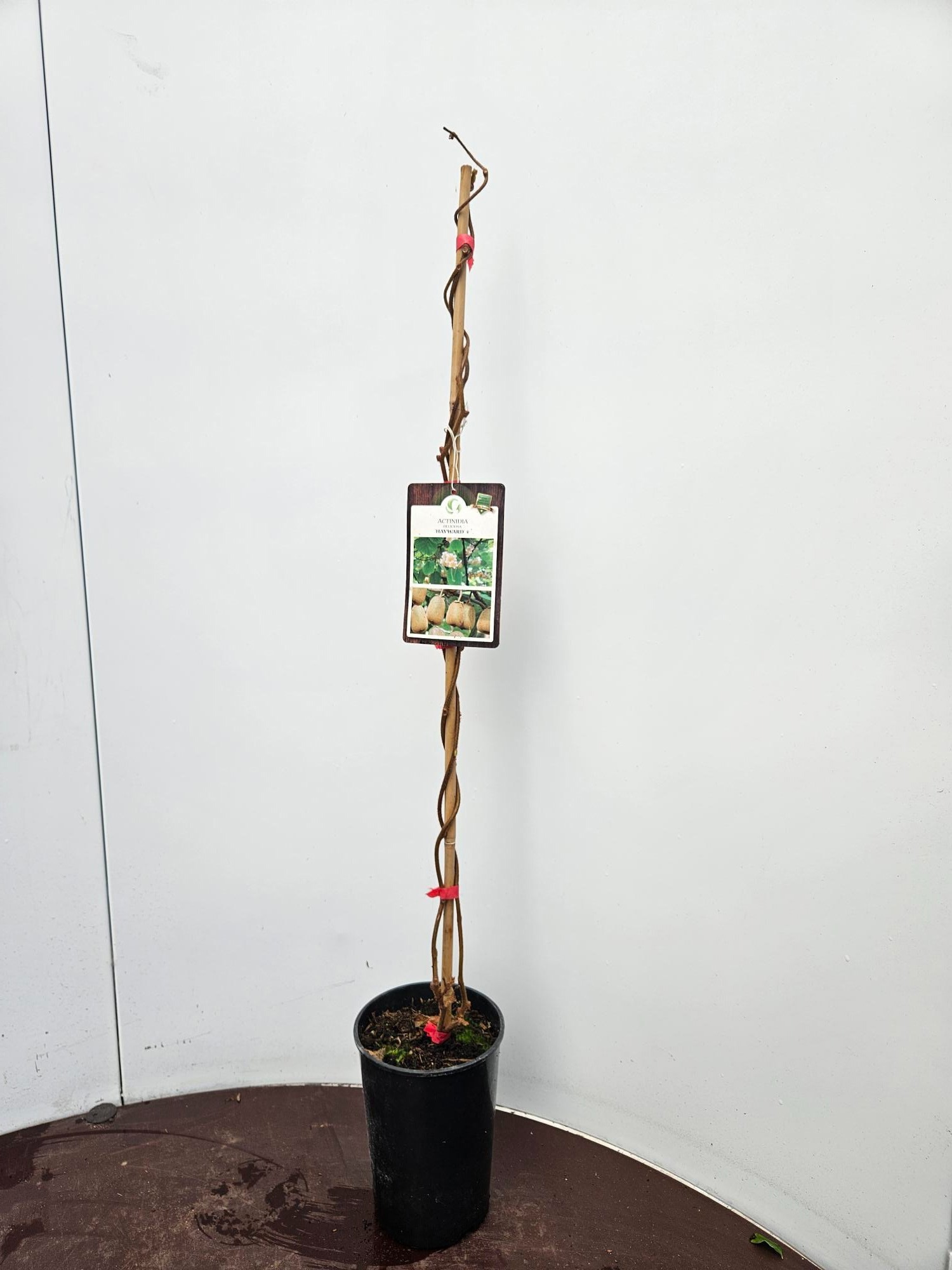 Actinidia deliciosa Hayward, D 13