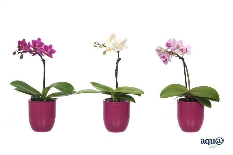 Hugo p06 cyclame Tiny Dolls mix 1T07+ Aqu@, D 6