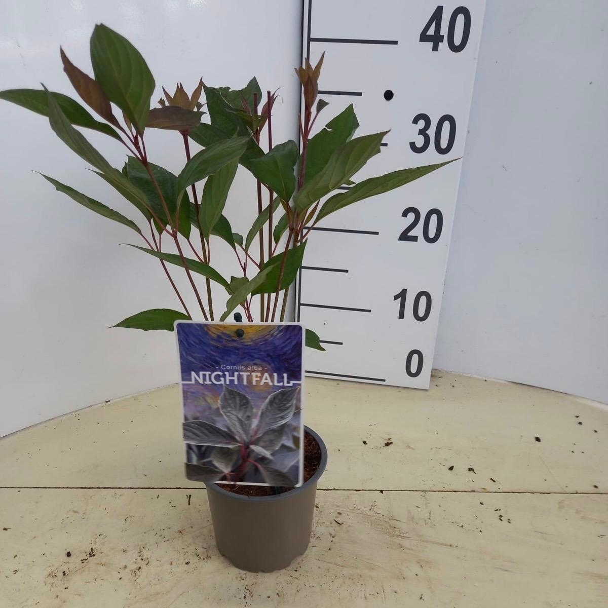 Cornus alba Nightfall ('Verpaalen2'PBR), D 12 cm