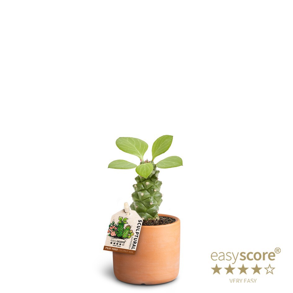 EUPHORBIA RITCHIEI 40617559 Raw Terracotta, D 7 cm EUPHORBIA RITCHIEI 40617559 Raw Terracotta, D 7 cm