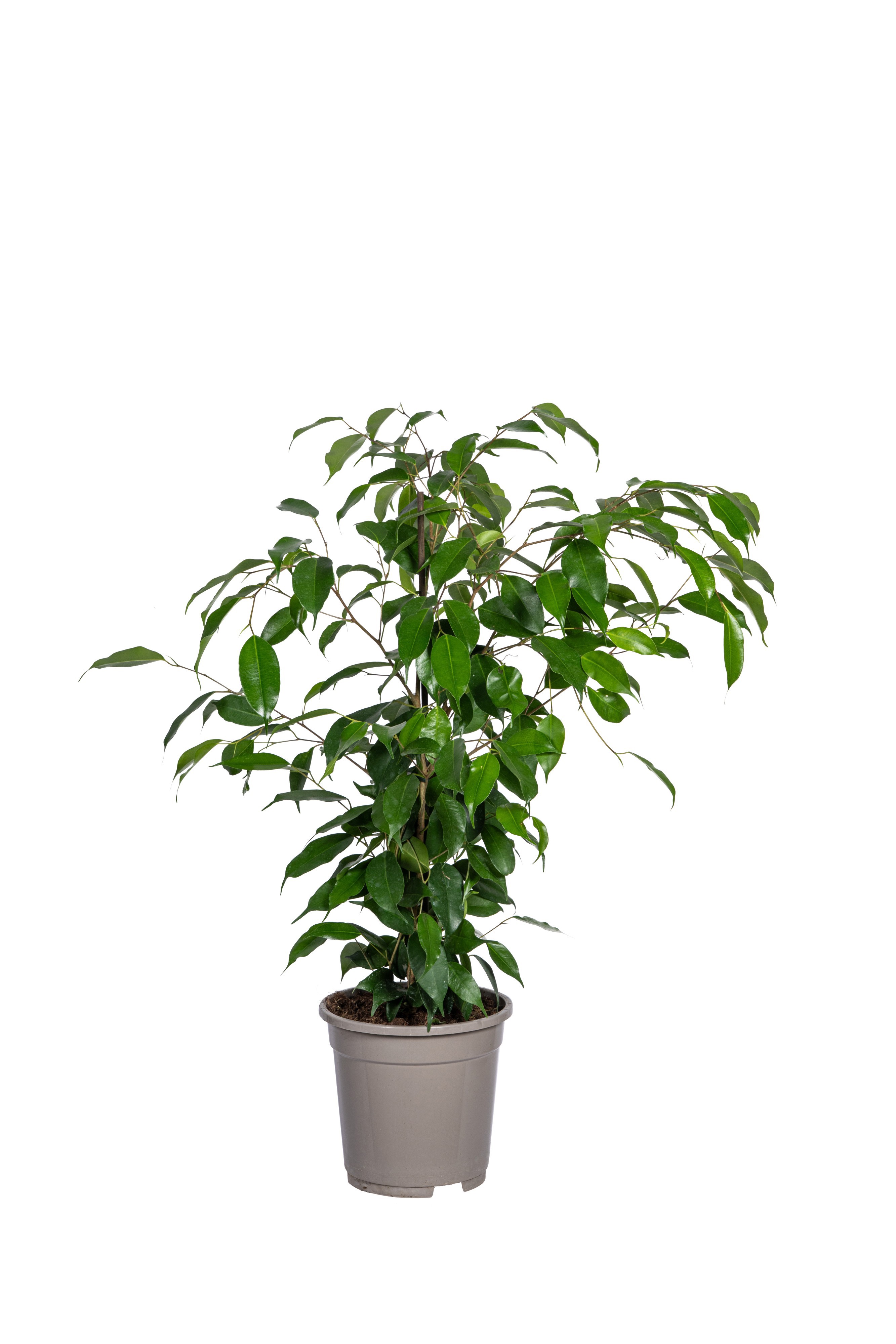 Ficus benjamina Exotica T17, D 17