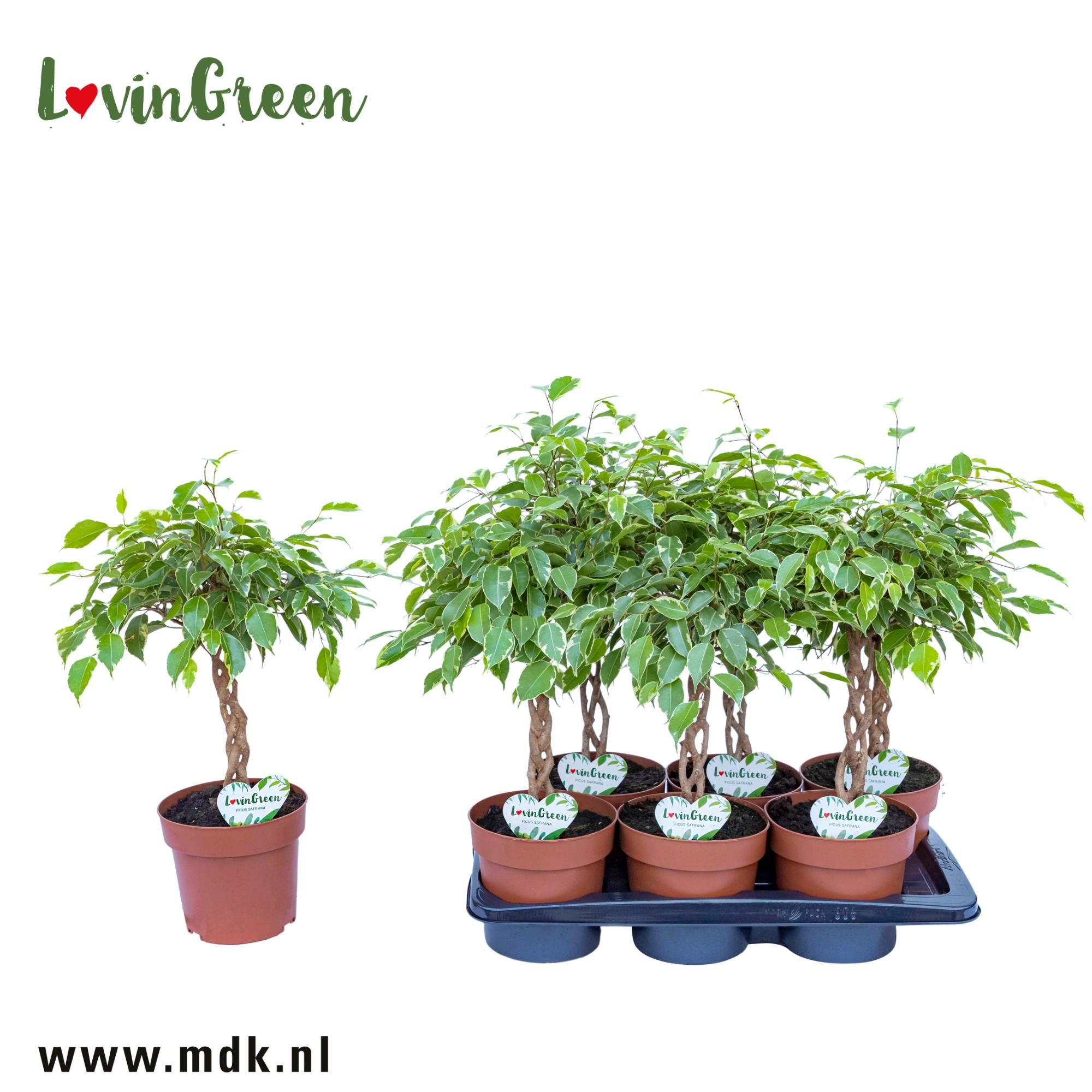Ficus Safrana, D 17 cm Ficus Safrana, D 17 cm