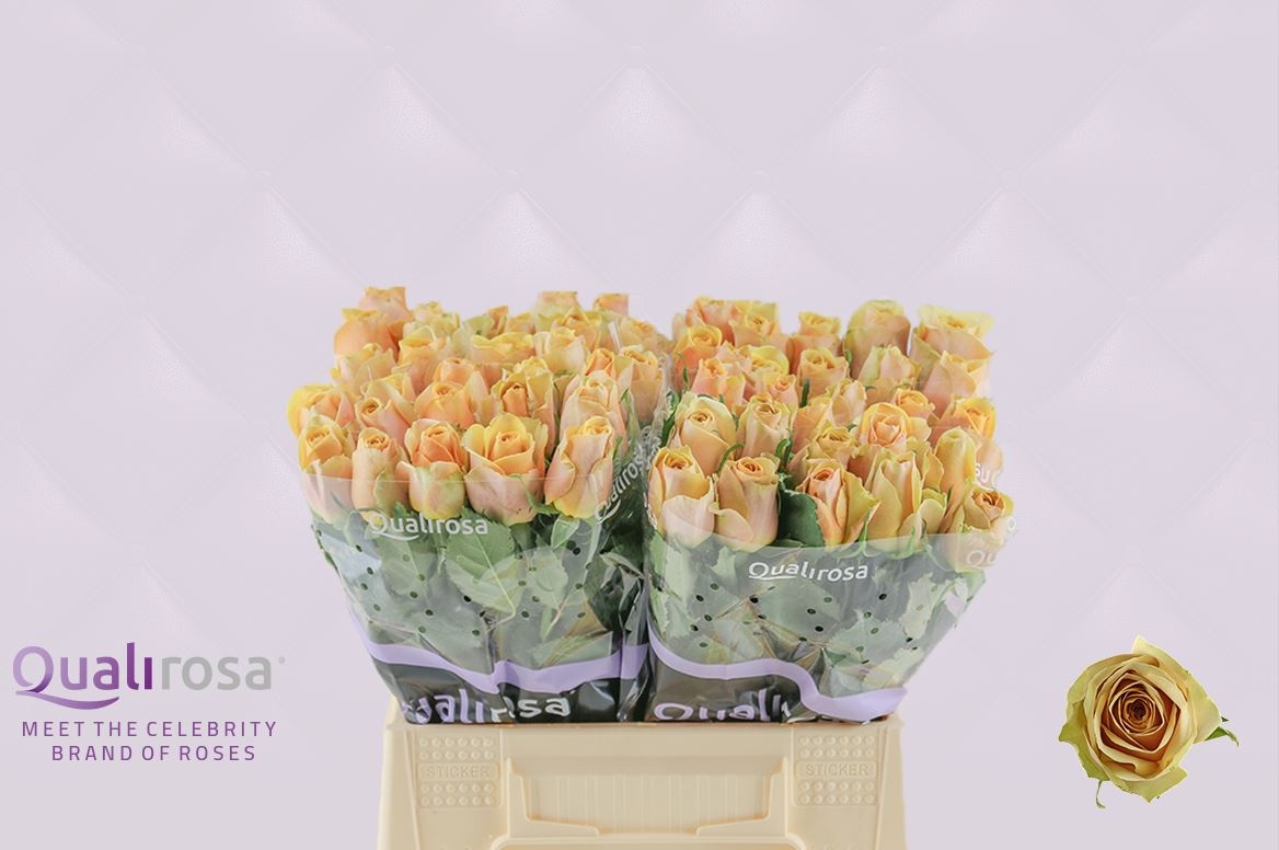 Роза од. Голден Мастард 40, шт.