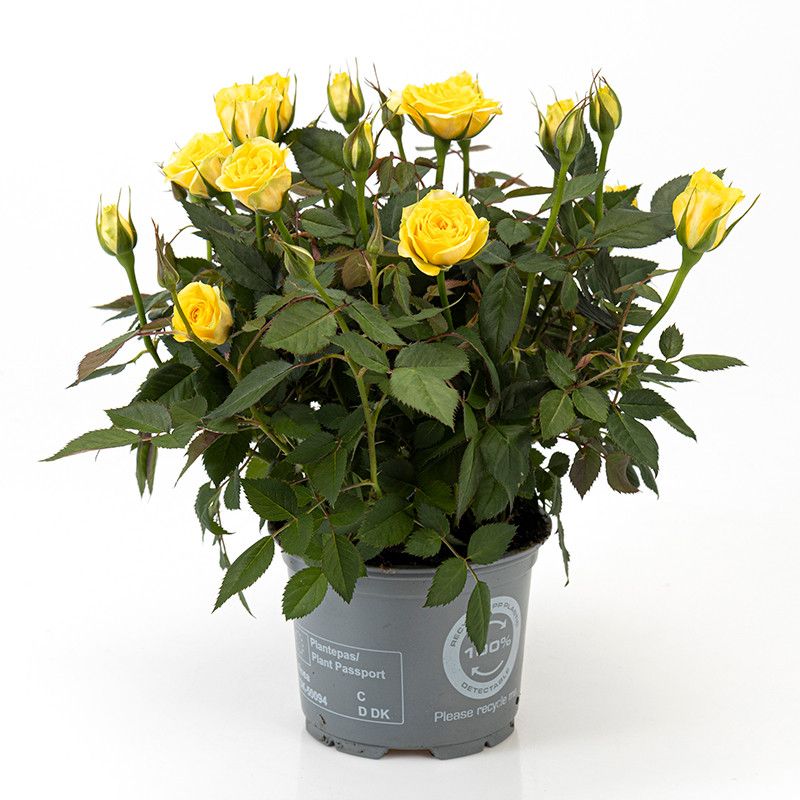 Rosa Limbo Kordana Classic, D 10,5