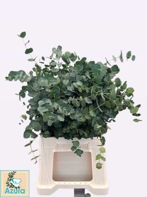 Эвкалипт Гунни Азура 45, шт.