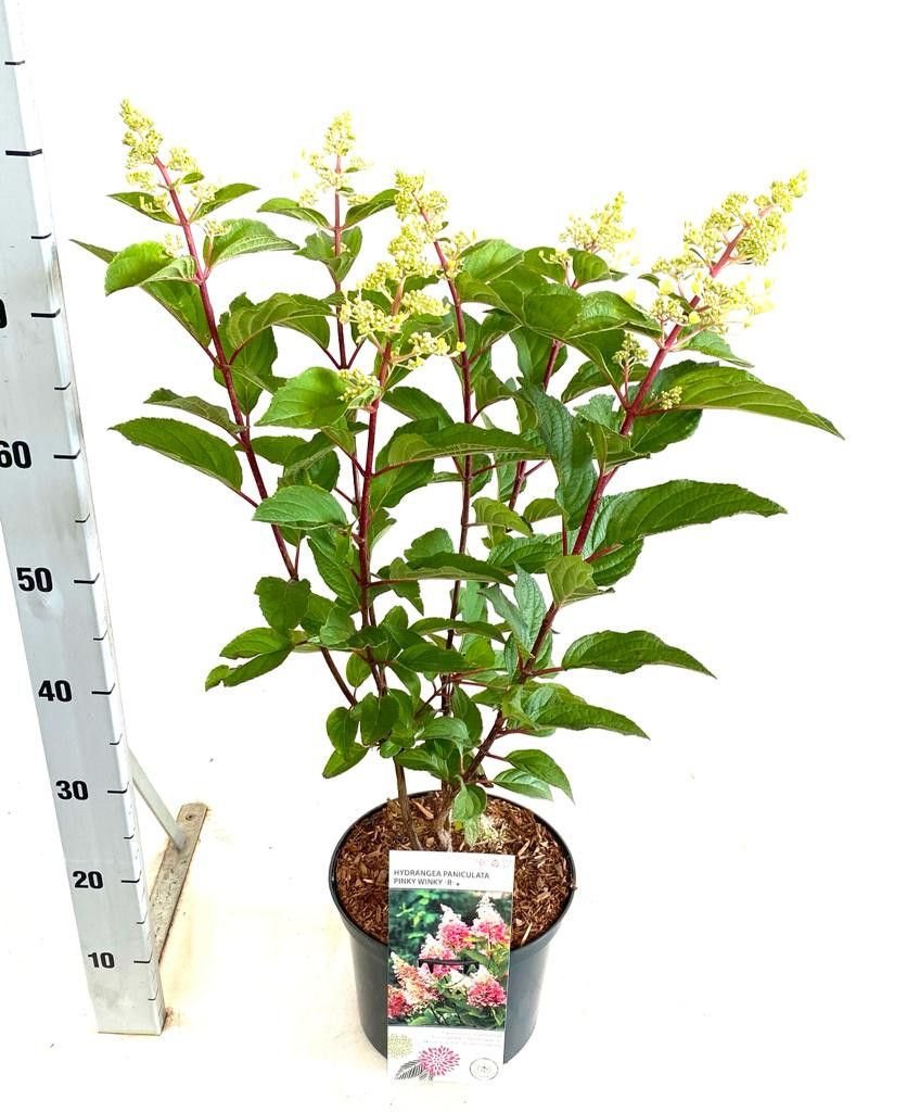 Hydrangea paniculata i.S., D 23