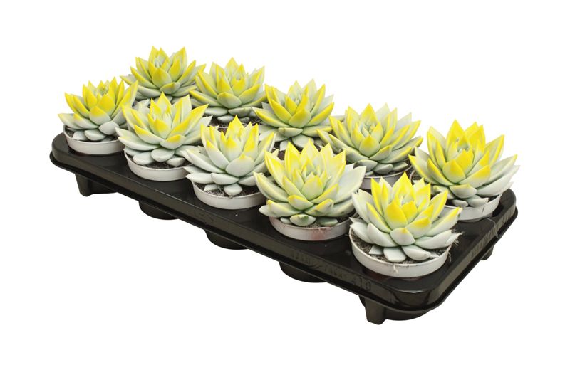 Miranda bicoloured white/yellow, D 10,5