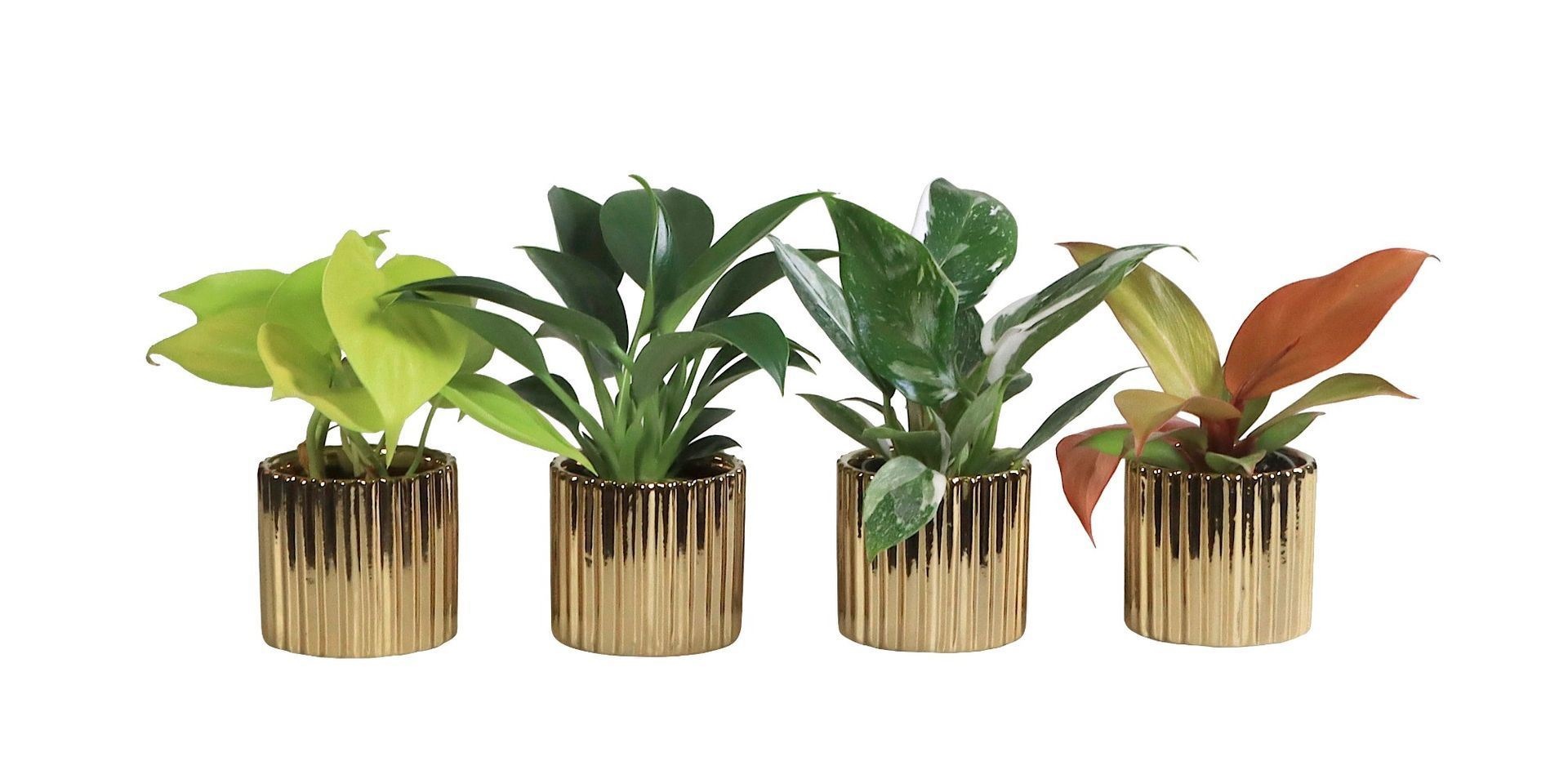 L 66260 With Philodendron Mix 6 cm, D 6