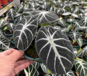 Алоказия 110 галлон ниндзя 11 18