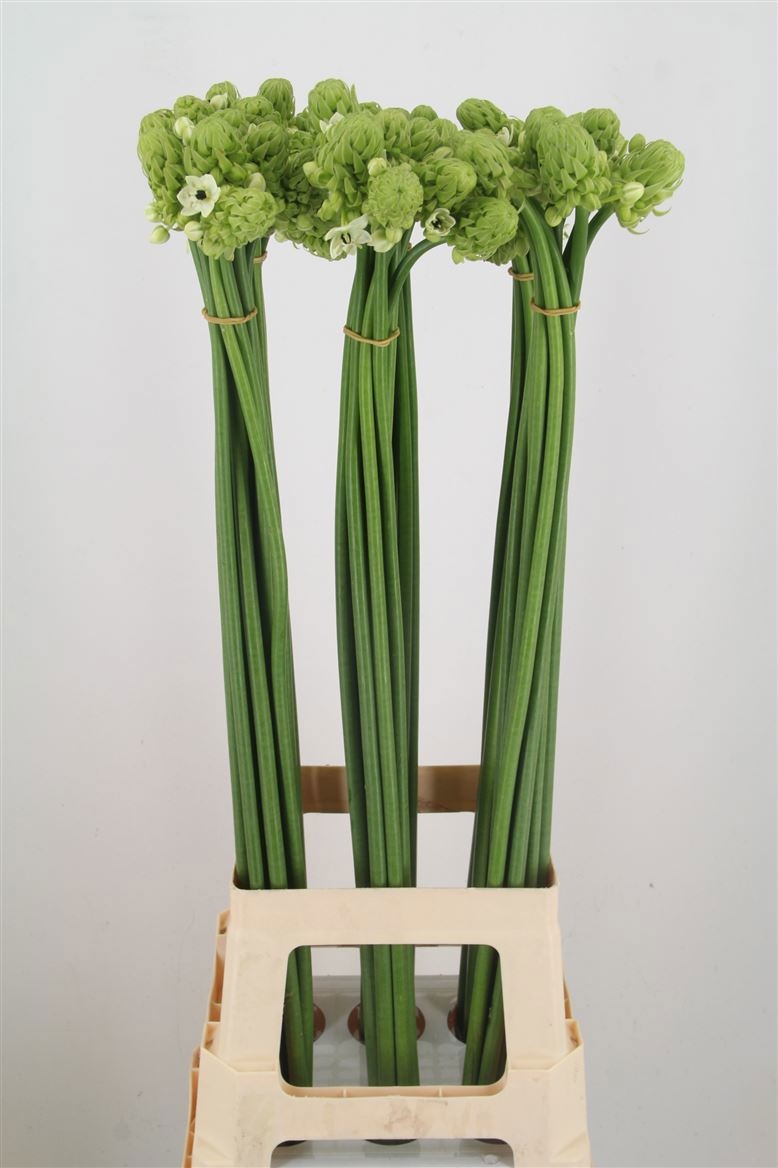 Орнитогалум Сандерс 90, шт.