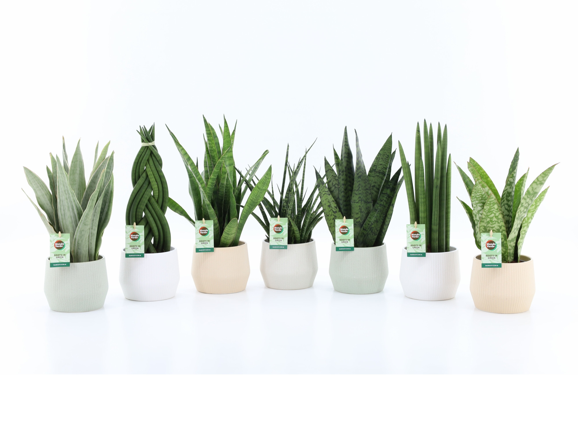 Sansevieria Specialties Mix in Sandy keramiek, D 15 cm