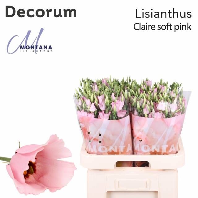 Эустома Клэр Лайт Пинк 70 (светло-роз.), шт.