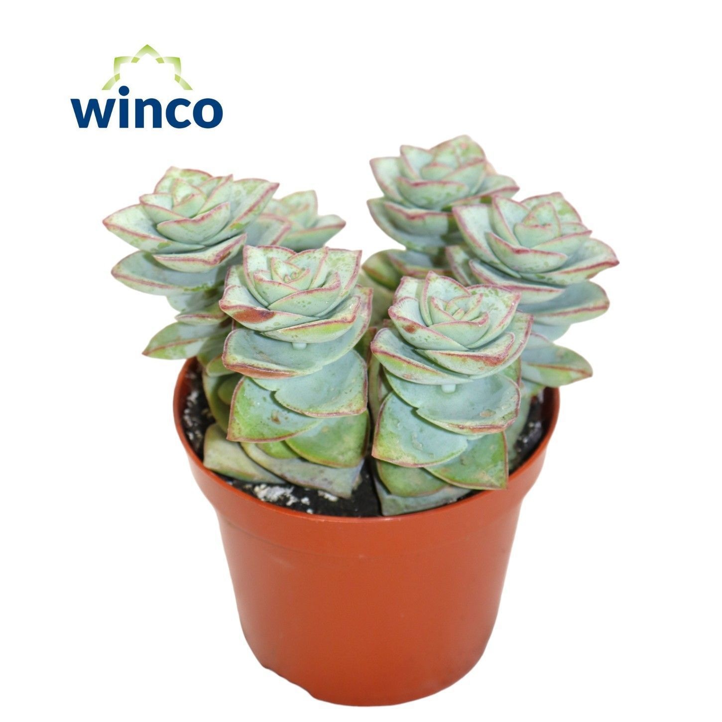 Crassula Perforata Azul, D 8,5