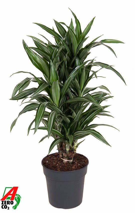 Dracaena Ulises vertakt P24, D 24